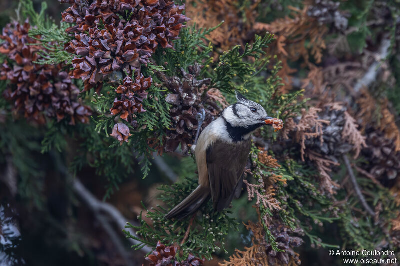 Crested Titadult, eats