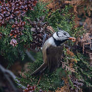 Mésange huppée