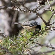 Coal Tit