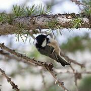 Coal Tit