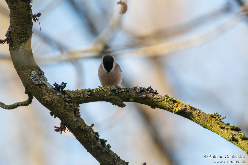 Mésange nonnetteadulte