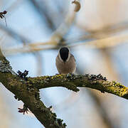 Marsh Tit