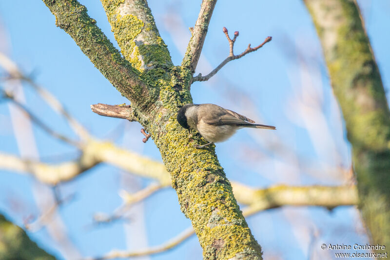 Marsh Titadult