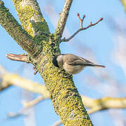 Marsh Tit