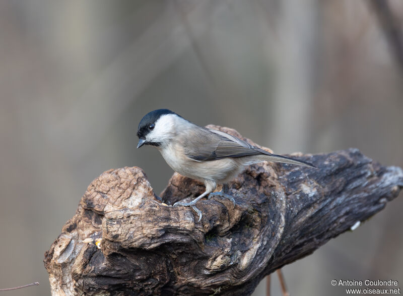 Marsh Titadult