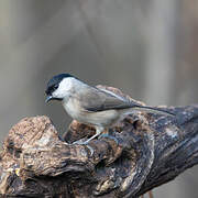 Marsh Tit