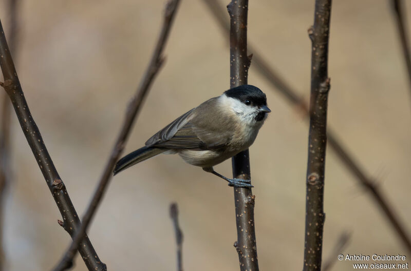 Marsh Titadult