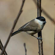 Marsh Tit