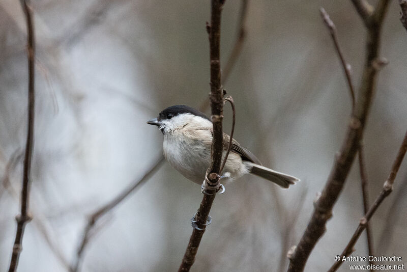 Marsh Titadult