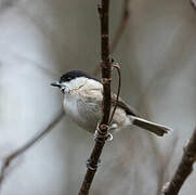 Marsh Tit