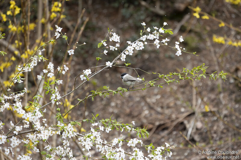 Marsh Titadult