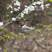 Marsh Tit