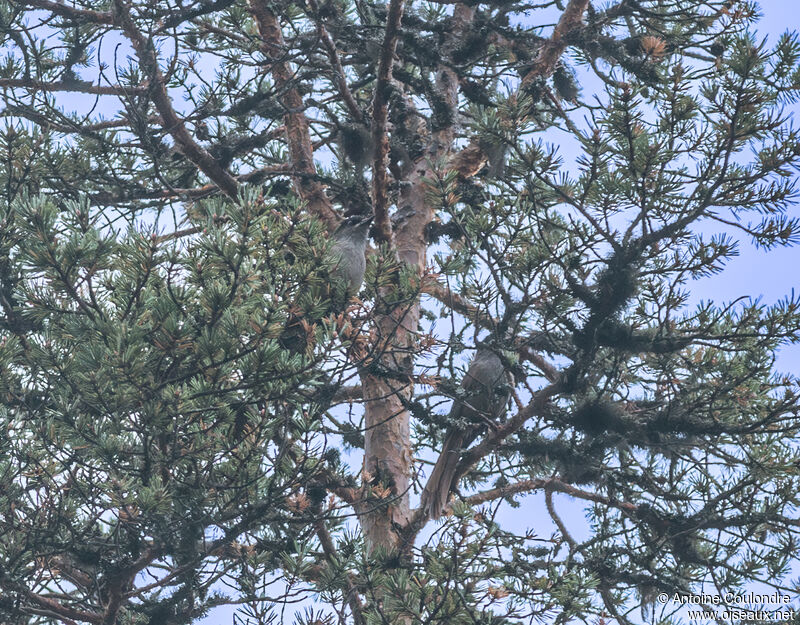 Siberian Jayadult