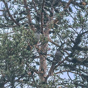 Siberian Jay