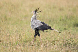 Secretarybird