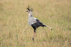 Secretarybird