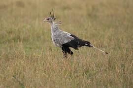 Secretarybird