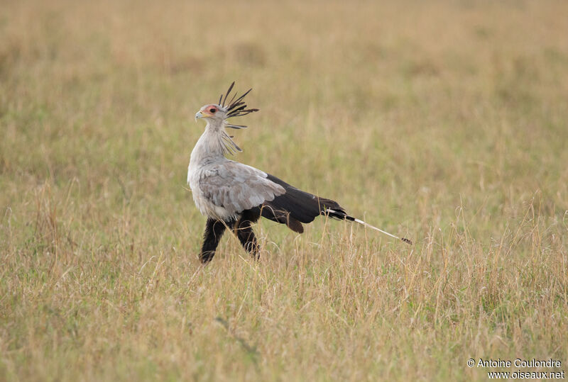 Secretarybird