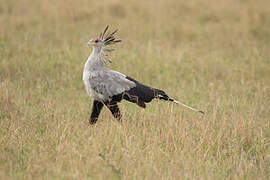 Secretarybird