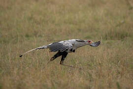 Secretarybird