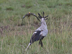 Secretarybird