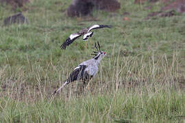 Secretarybird