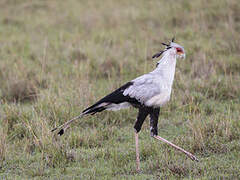 Secretarybird