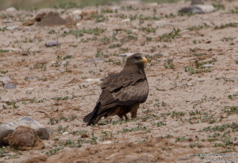 Yellow-billed Kiteadult