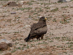 Yellow-billed Kite