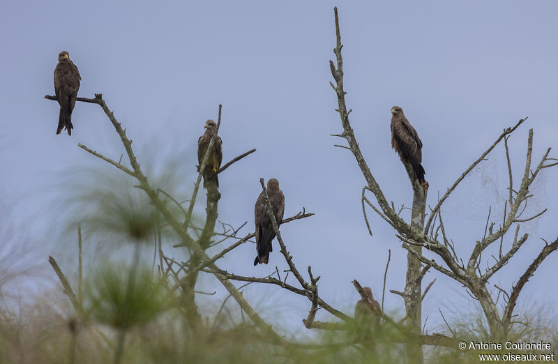 Yellow-billed Kiteadult