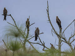 Yellow-billed Kite