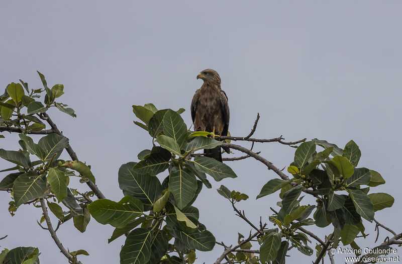 Yellow-billed Kiteadult