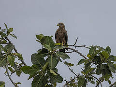 Yellow-billed Kite