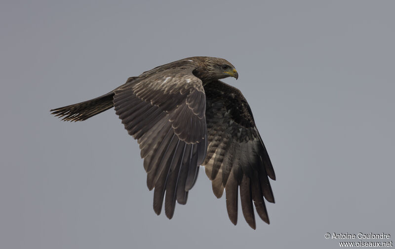 Yellow-billed Kiteadult, Flight