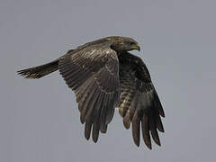 Yellow-billed Kite