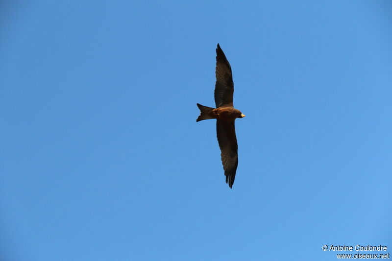 Yellow-billed Kiteadult, Flight