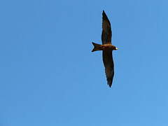 Yellow-billed Kite