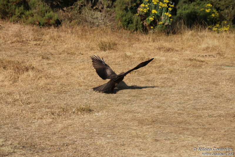 Milan à bec jauneadulte, pêche/chasse