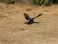 Yellow-billed Kite