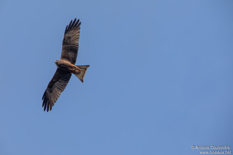 Yellow-billed Kiteadult, Flight