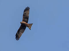 Yellow-billed Kite