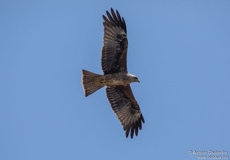 Yellow-billed Kiteadult, Flight