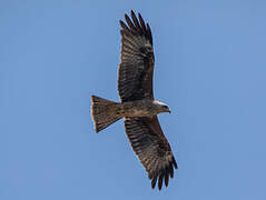 Yellow-billed Kite