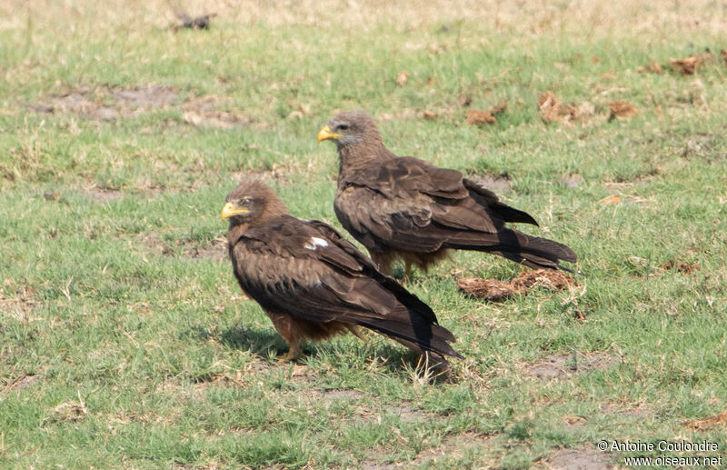 Yellow-billed Kite