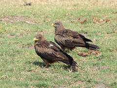 Yellow-billed Kite