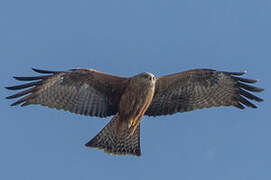 Black Kite