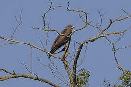 Black Kite