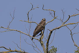 Black Kite