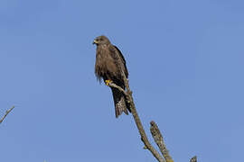 Black Kite