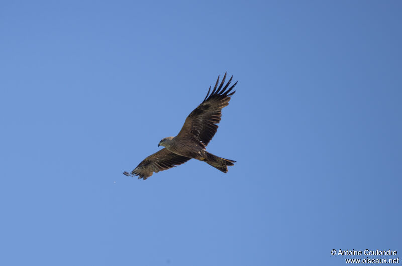 Black Kiteadult, Flight